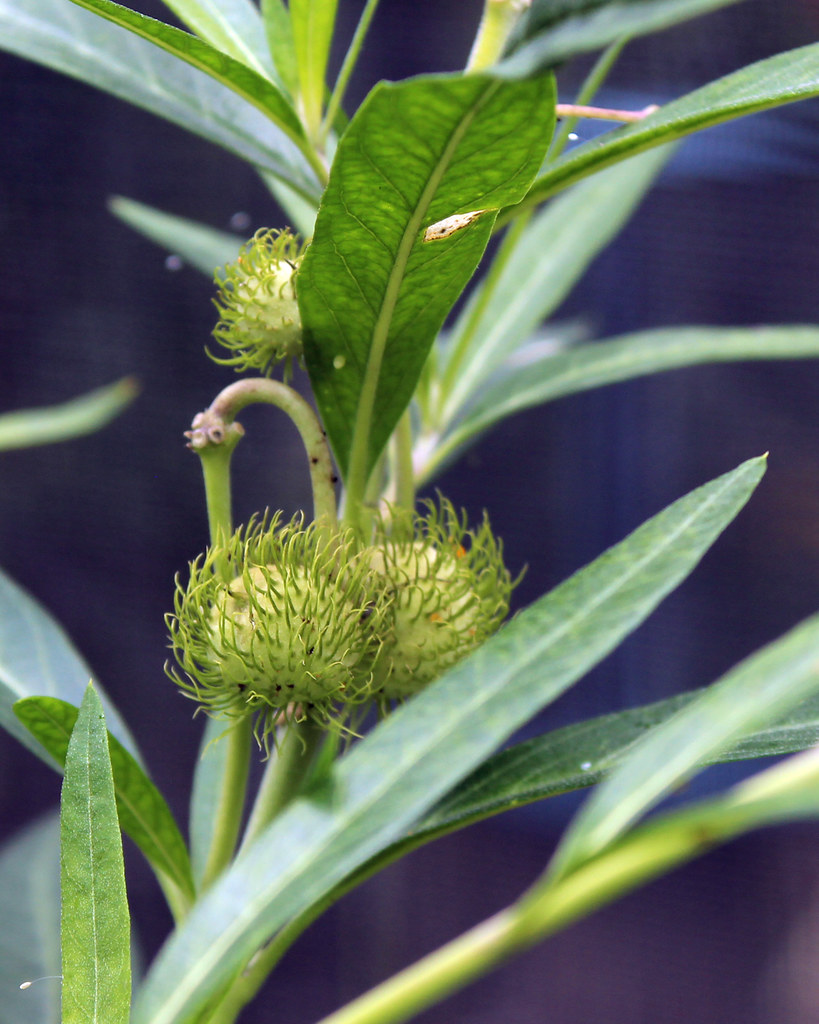 Hairy Balls milkweed, Gymnocarpus physocarpa 2 David Charlton Flickr