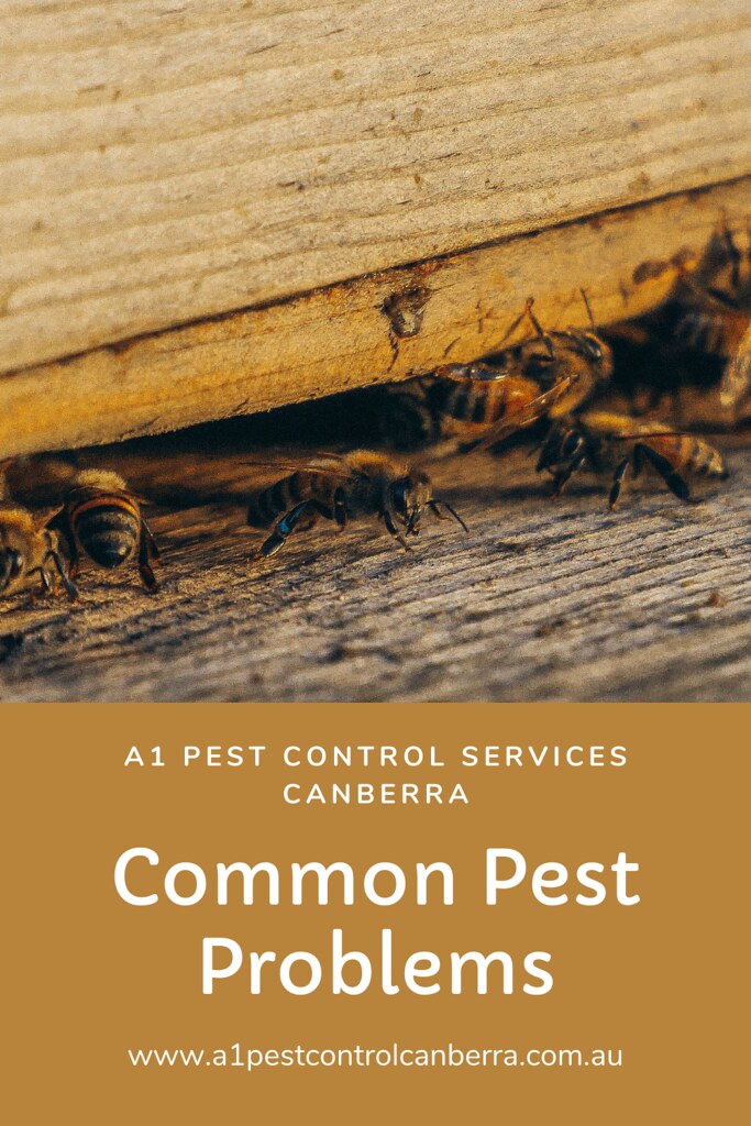 PEST CONTROL SERVICES CANBERRA EXPERTS www.a1pestcontrolca… Flickr