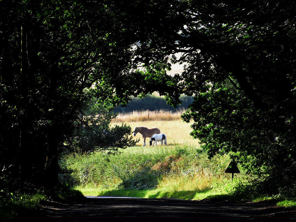 Oak Framed Ponies Blidworth Bottoms, Nottinghamshire, UK Callis Hagg Flickr