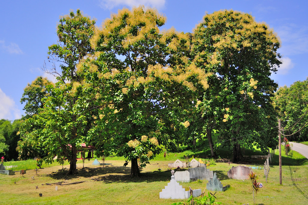 _DSC6123 Gran Couva, Trinidad and Tobago S P Flickr