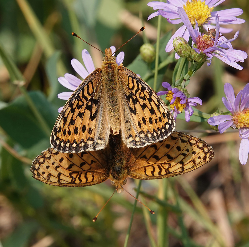 Speyeria mormonia mating pair Skyline road Porcupine Hills… Flickr