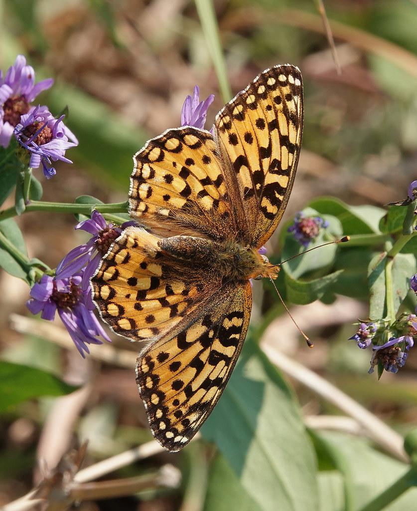 Speyeria zerene female dorsal Skyline road Porcupine Hills… Flickr