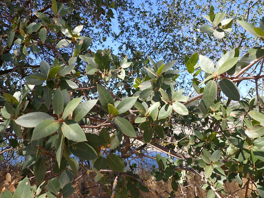 Quercus chrysolepis canyon live oak According to the USF… Flickr
