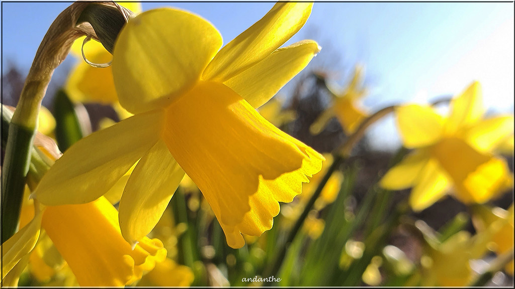 1 of 6 new for my album Flowers. (4) Flowers in my garden … Flickr
