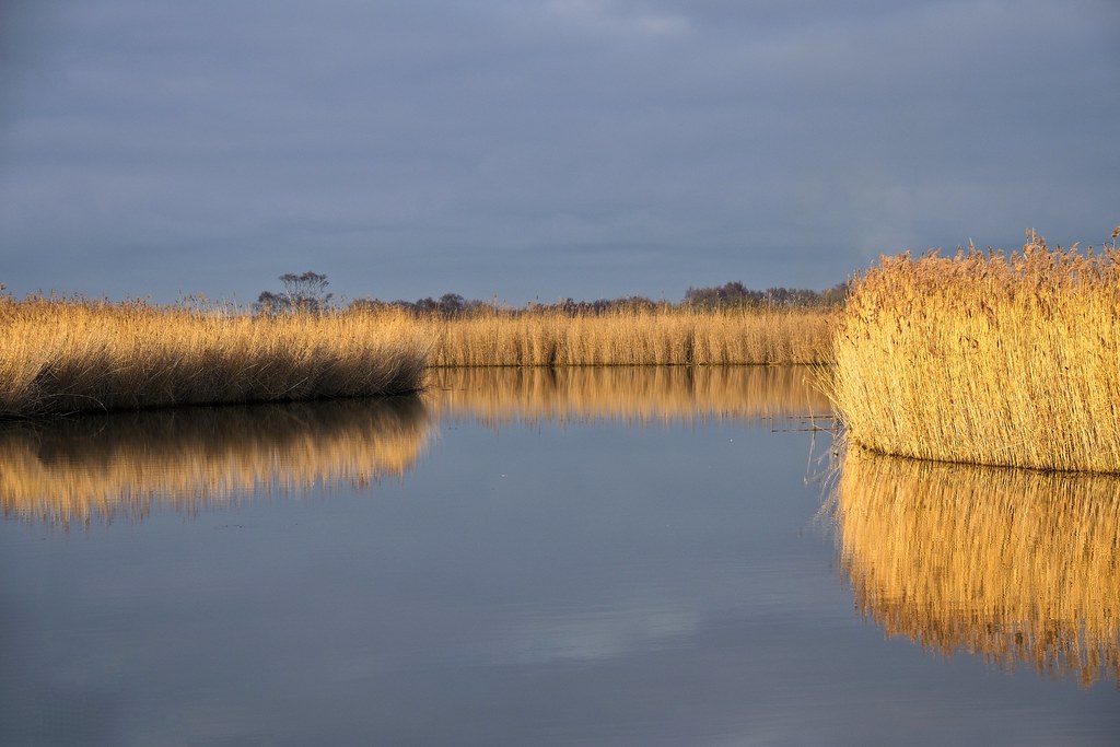 Reed Beds Reed beds on Hickling Broad, Norfolk, England. Colin G