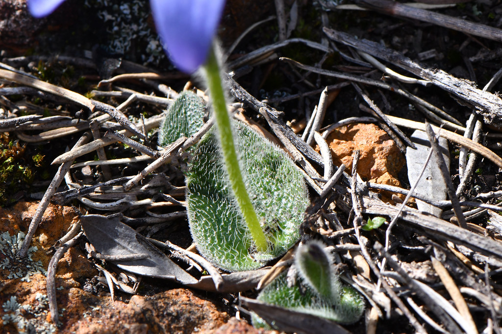 Cyanicula gemmata The Blue China Orchid flowers from Augus… Flickr
