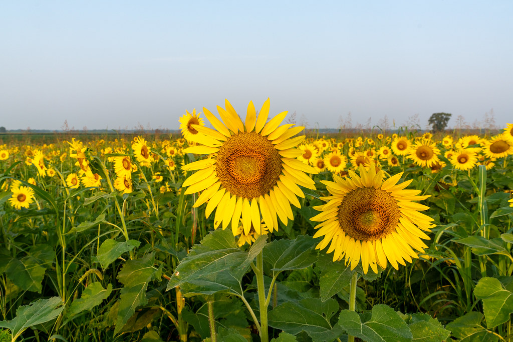 Sunflowers, Columbia Bottom Conservation Area 8/7/21 Flickr