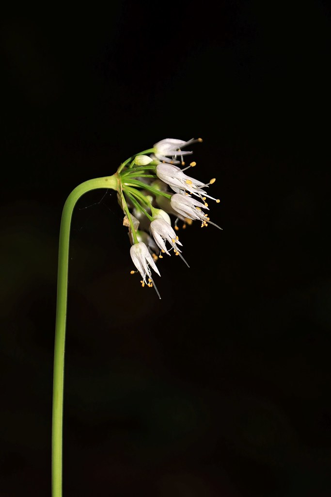 080621 HAW RIDGE PARK, OAK RIDGE TN Flickr