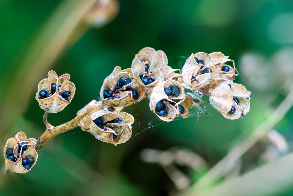 Bluebell jewels Open seed pods of a bluebell, ready for th… Flickr