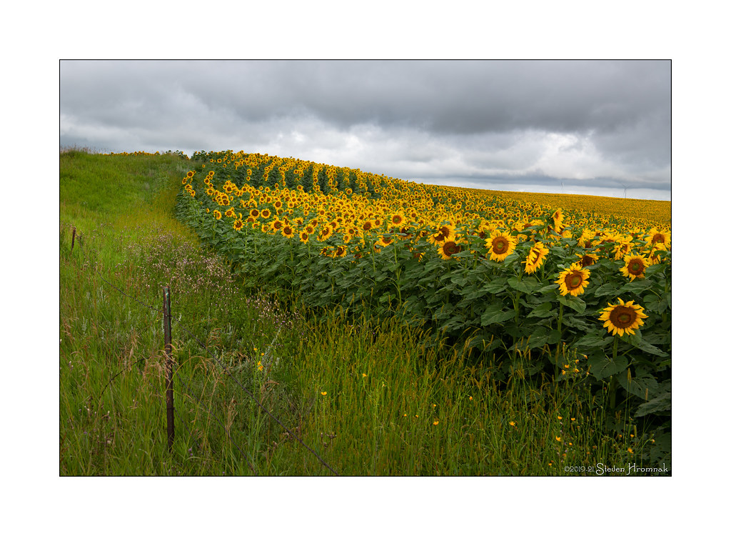Sunflower Field North Dakota From our trip to North and … Flickr