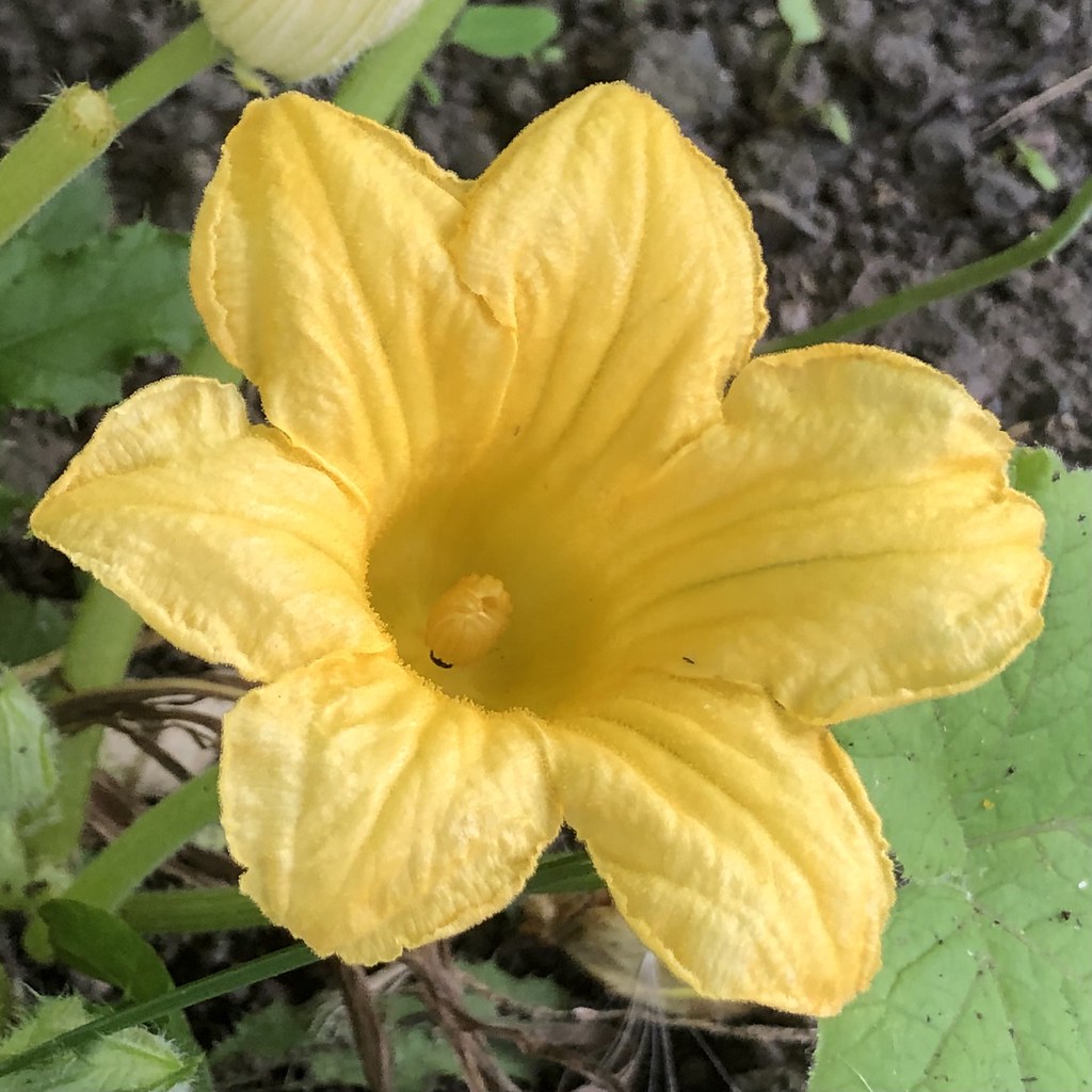 Courgette flower gavaitchison Flickr