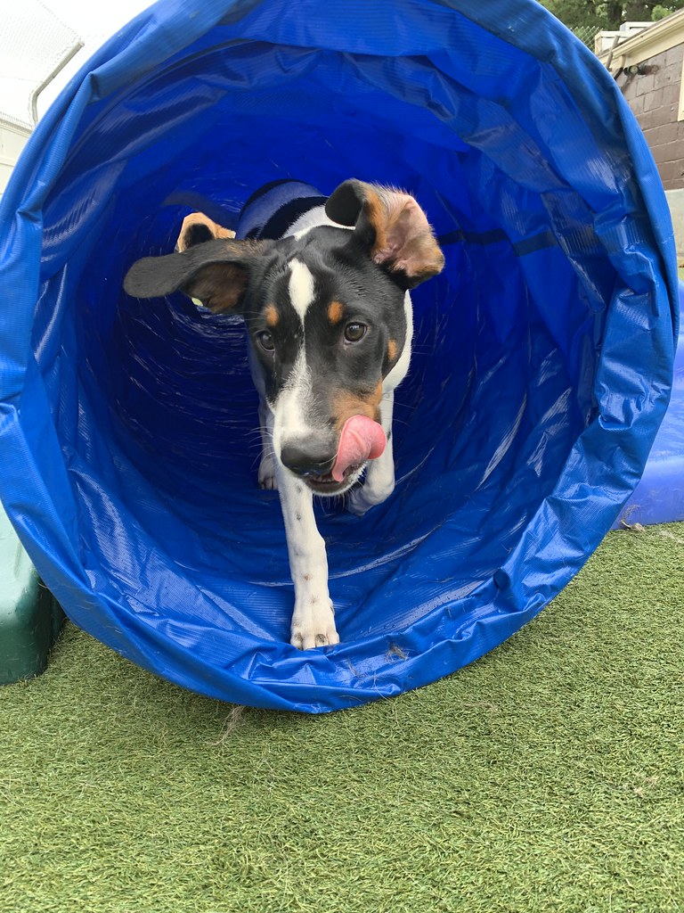 Untitled Holiday House Pet Resort and Training Center Flickr