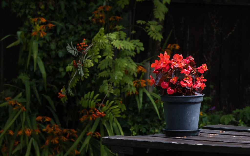 Neighbours garden, Cheshire, 2021.jpg My neighbours a terr… Flickr