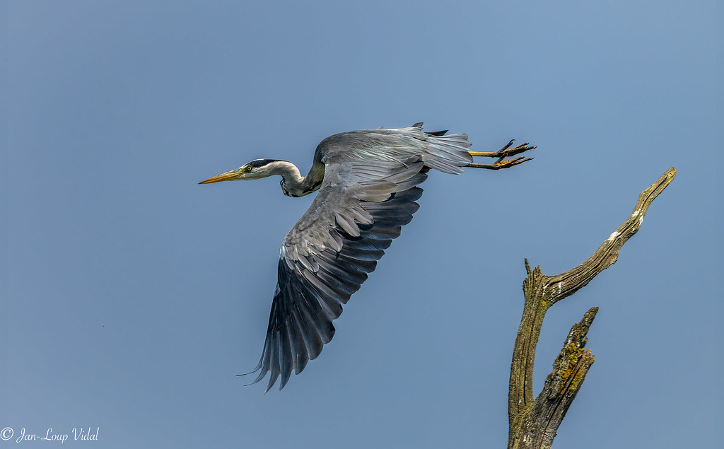 Héron cendré / Ardea cinerea / Grey Heron Le Teich JanLoup Vidal