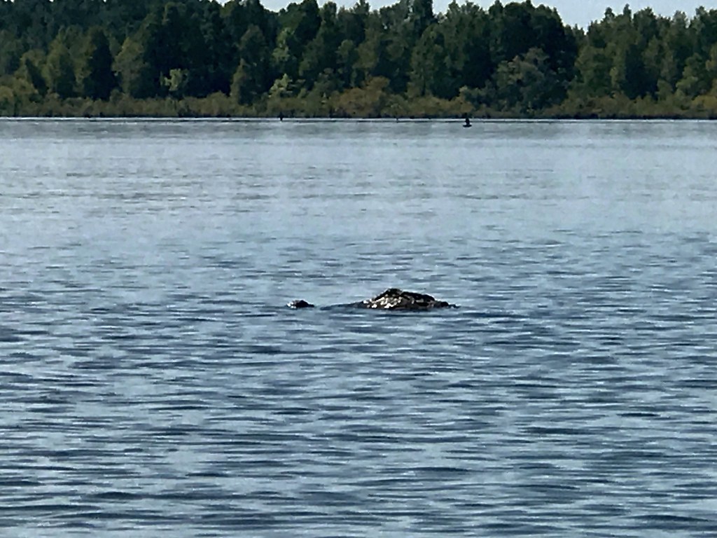 Alligator in Lake Moultrie, South Carolina David Evans Flickr