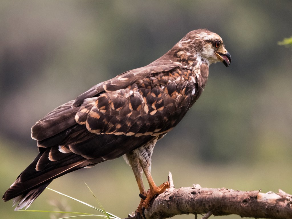 Enter the Everglade Snail Kite on the La Chua Their story … Flickr