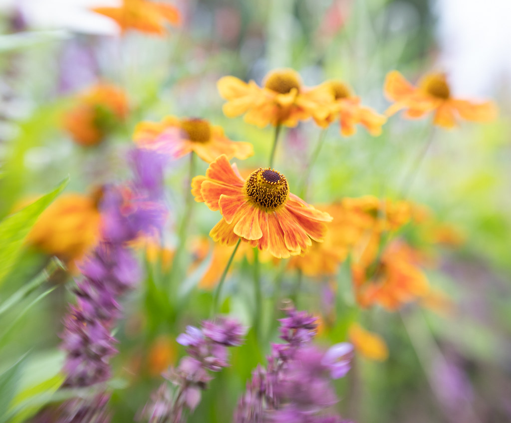 Jolly flowers Lensbaby Sweet 50 Jayne Sanderson Flickr