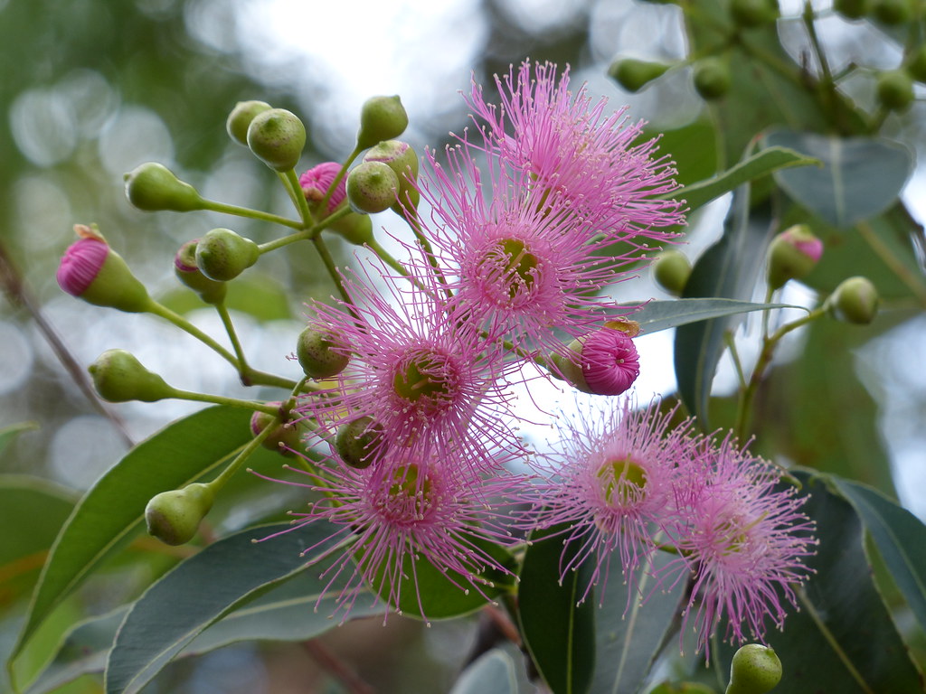 Gum tree flowers The weather has not been great to get any… Flickr