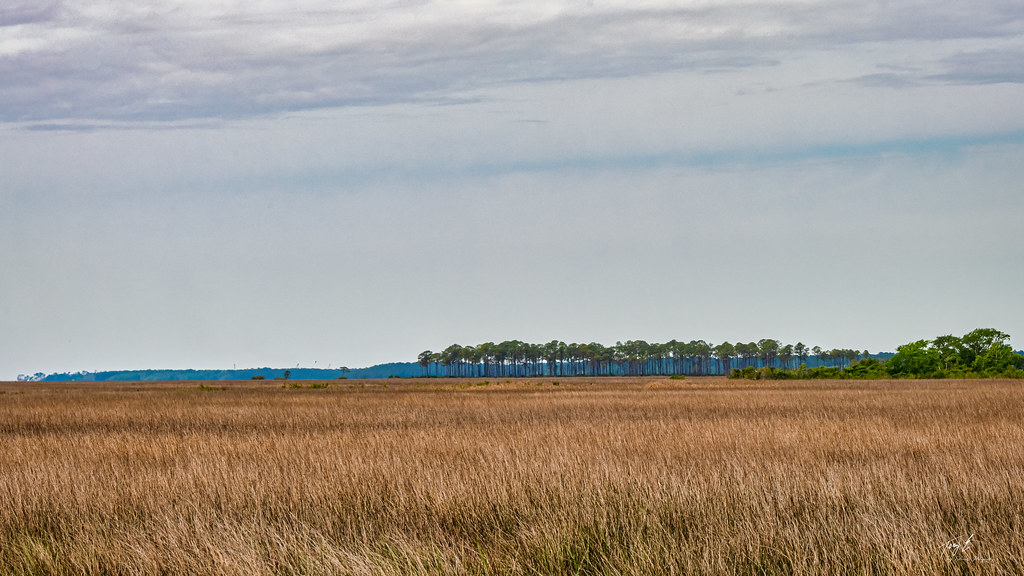 Grand Bay Savannah 2 Geologist Tony Flickr