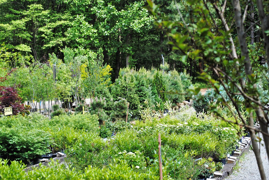 Meadows Farms Nurseries bbbb vantagehill Flickr