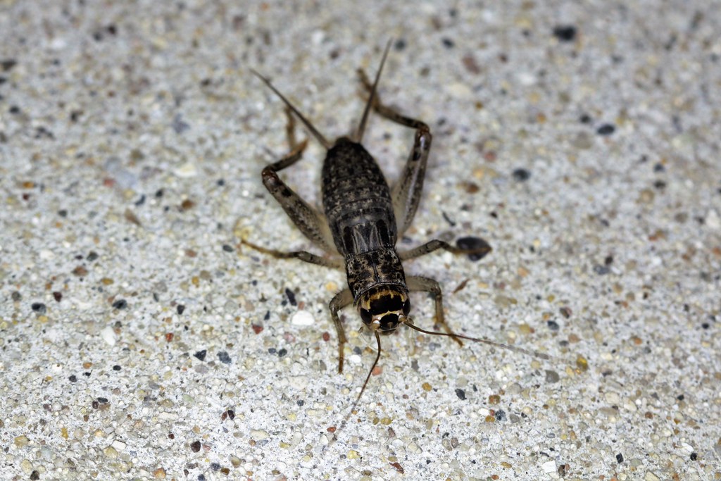 Cricket on the Porch What crawls at night. ABC's and 123's… Flickr