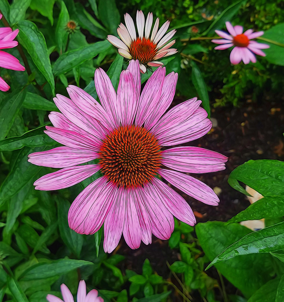 Cone Flower Bridgeport CT Taken with a Samsung S7 cell pho… Gail