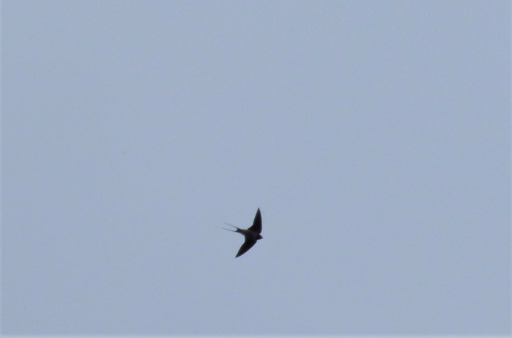 Marston Moretaine 05/04/21 Flickr