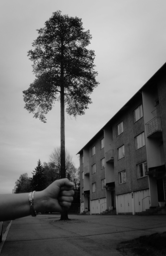Pine hold by a hand A tribute to the great Arno Rafael Min… Mikko