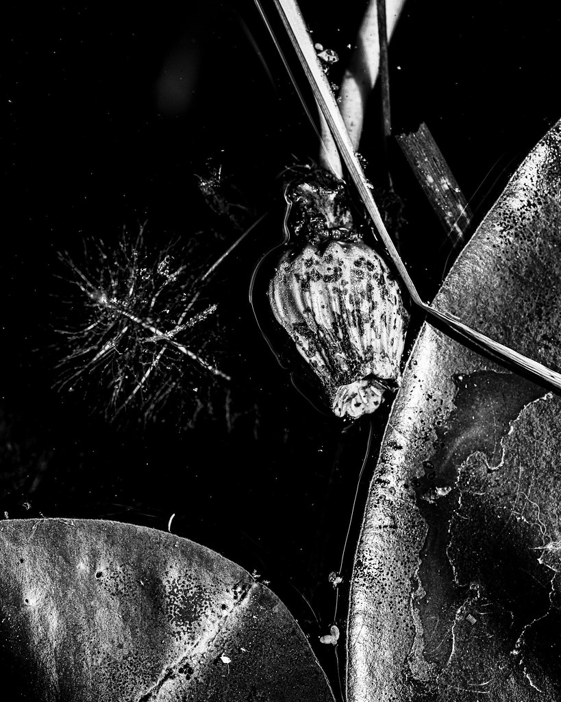 Water Lily, b&w Cedarburg Bog Ozaukee County, Wisconsin Patricia