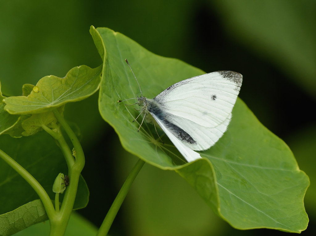 Small White Butterfly garden 15 8 2021 1a Alex M Shepherd Flickr