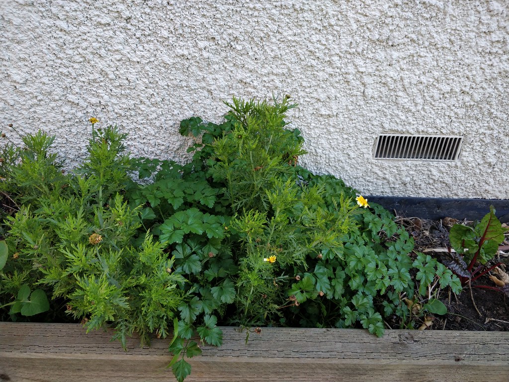 Tong ho bolted, parsley, red sorrel Alpha Flickr