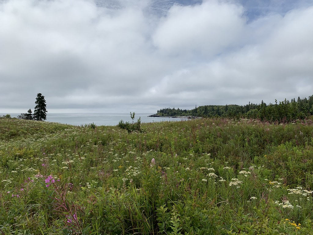 Hamilton Cove Preserve, Lubec grosbeak_1 Flickr