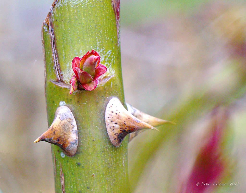 rose between two thorns | it doesn't seem so long ago we pru… | Flickr
