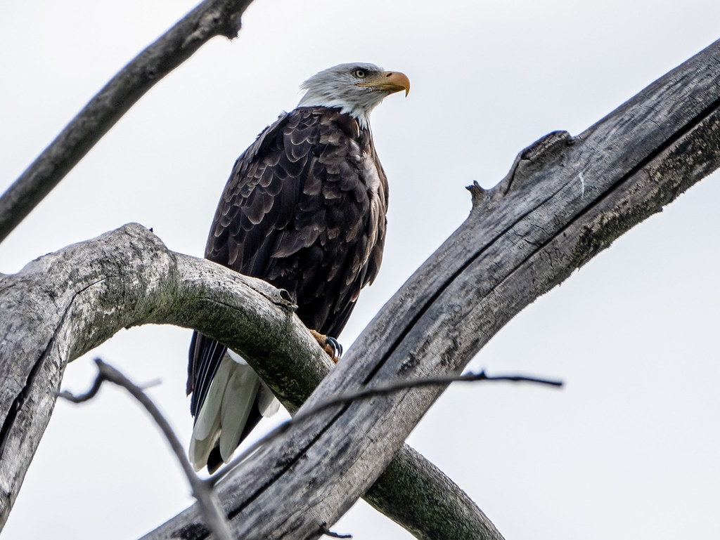 Bald Eagle Montezuma NWR Gerald McGee Flickr