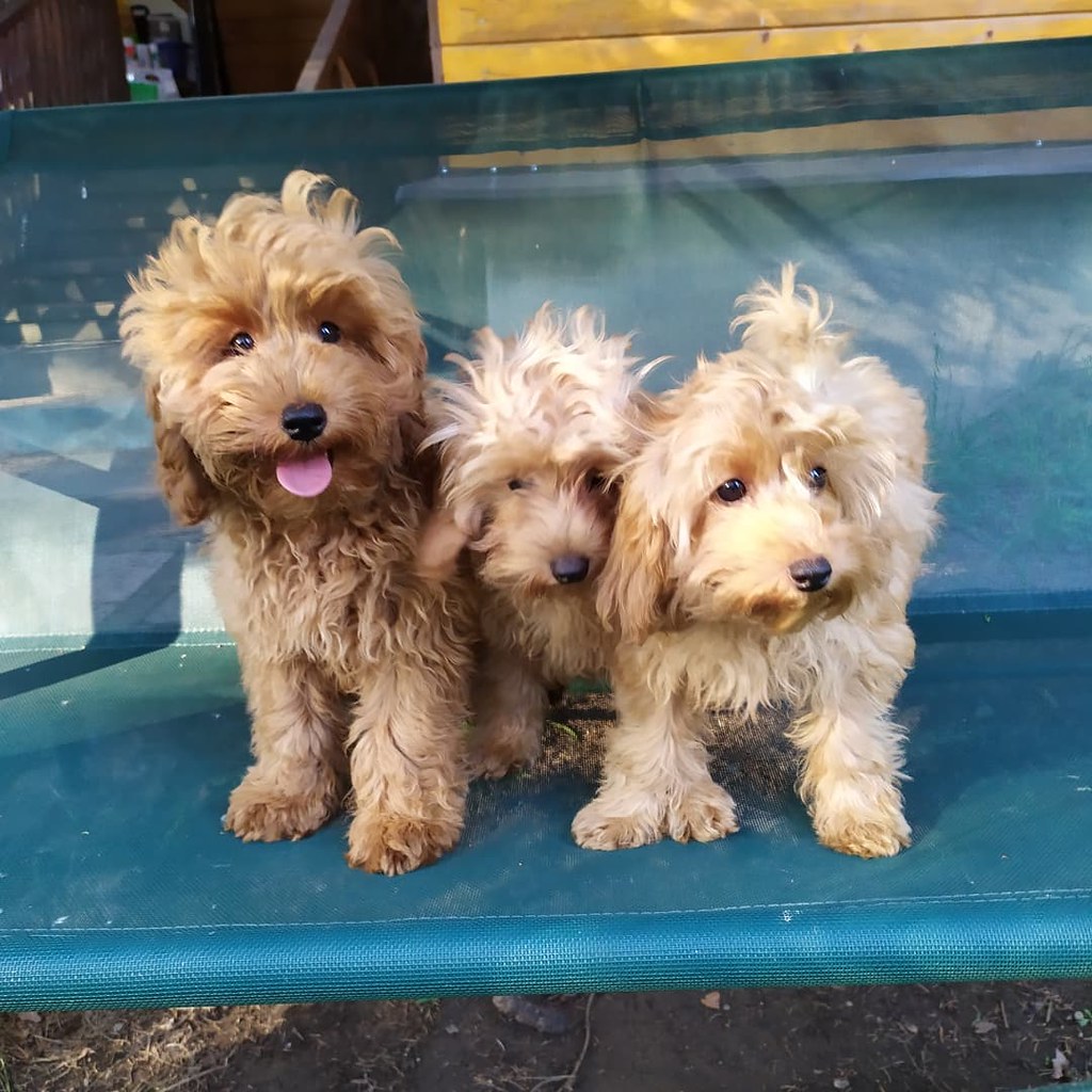 Cockapoo2 Beautiful Cockapoos You Can use This Image As l… Flickr