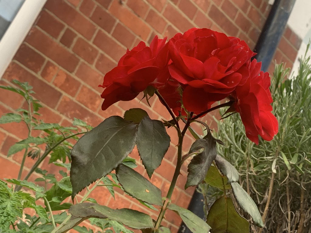 My love for flowers will never stop Ashani Merchant Flickr