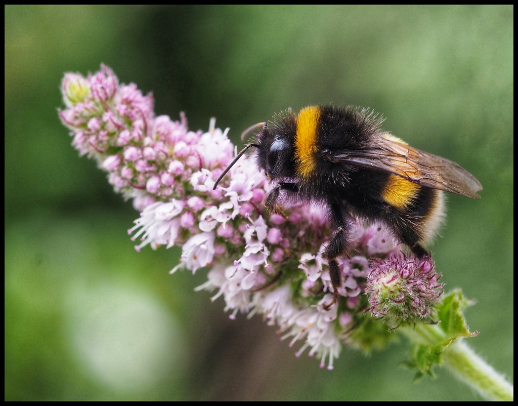Bee attracted by the mint flowers Grace Mackenzie Flickr