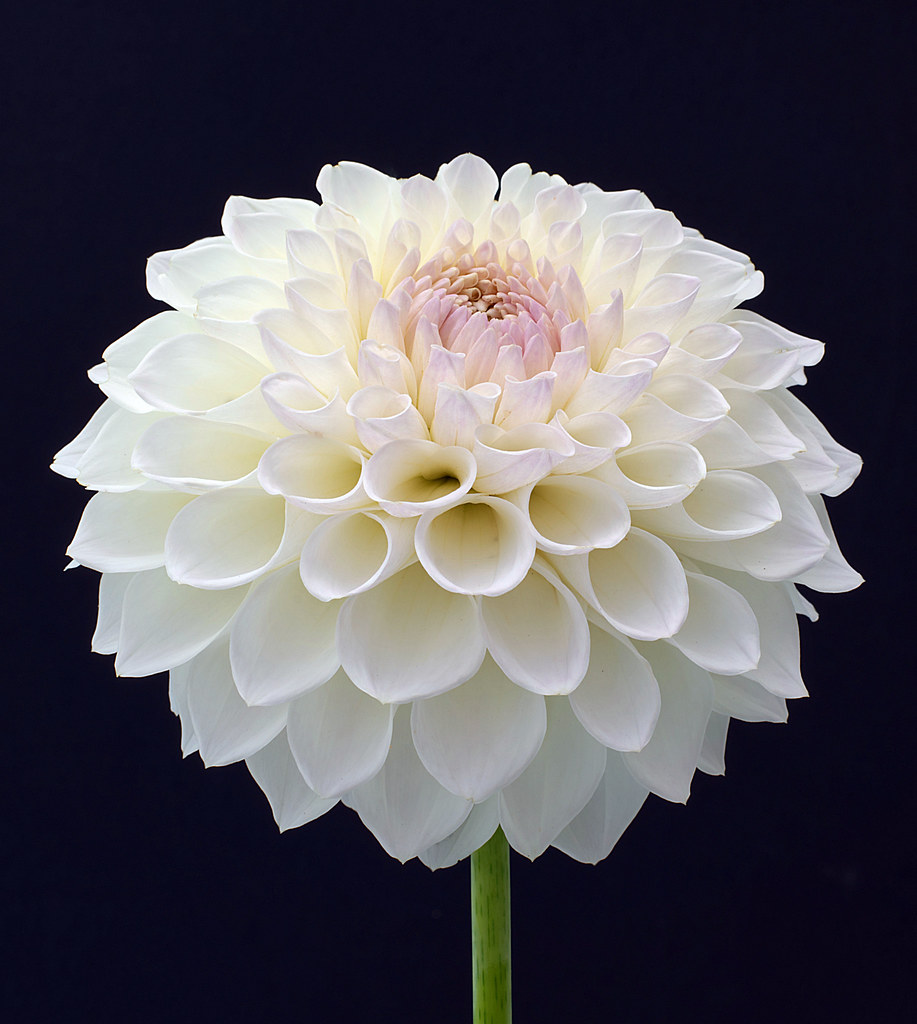 Small decorative dahlia "Ryecroft Brenda T" Geoffrey Bailey Flickr