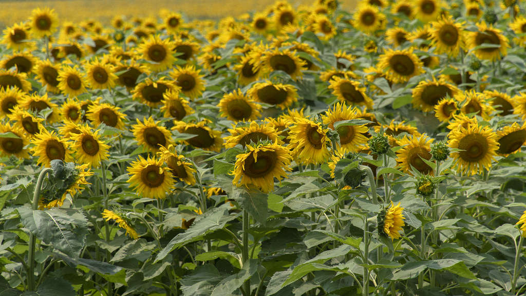 Sunflowers at Clearview Farm Roger Inman Flickr