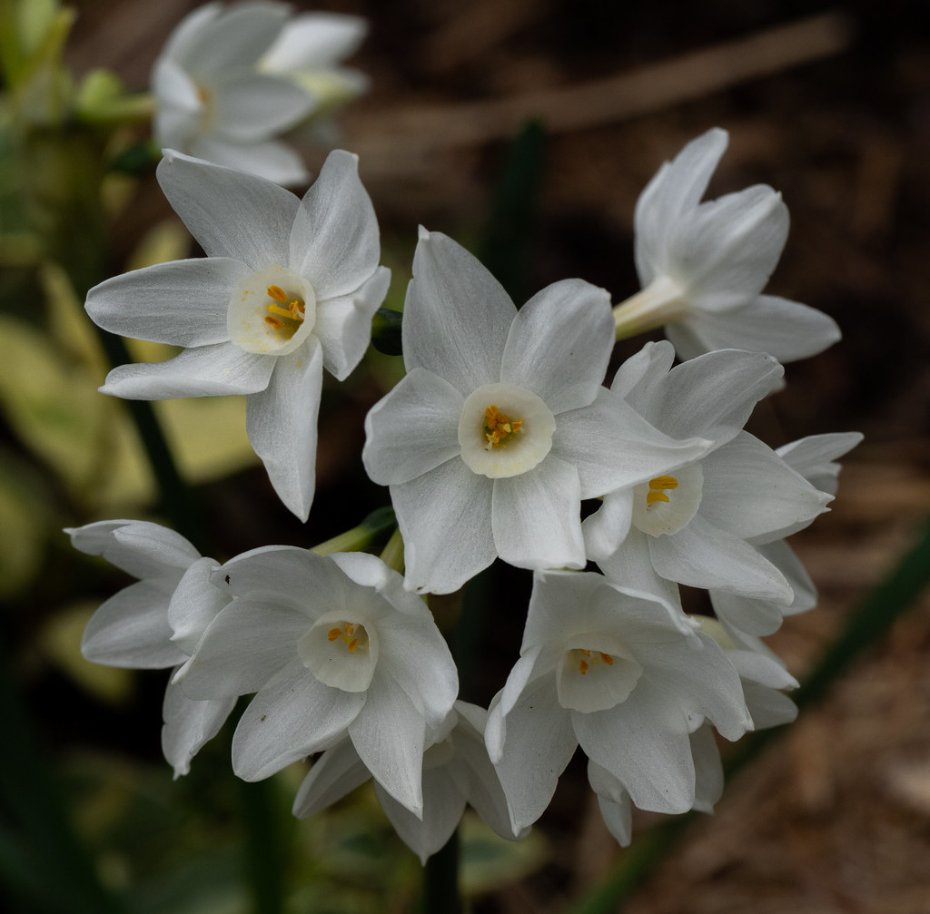 Michelle’s garden Enfield Vic. 32/100 flowers 2021. Diane O'Brien