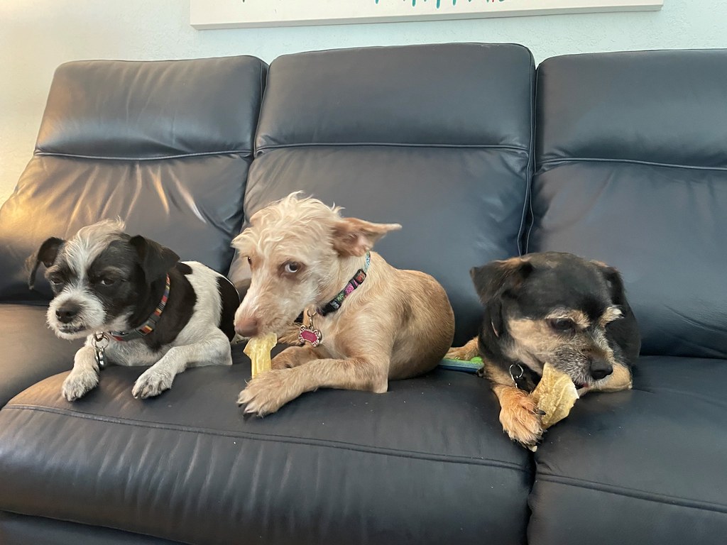 National Dog Day 2021 Photo Album Flickr