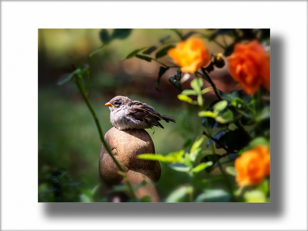 Sperling Selma Barbara Flickr