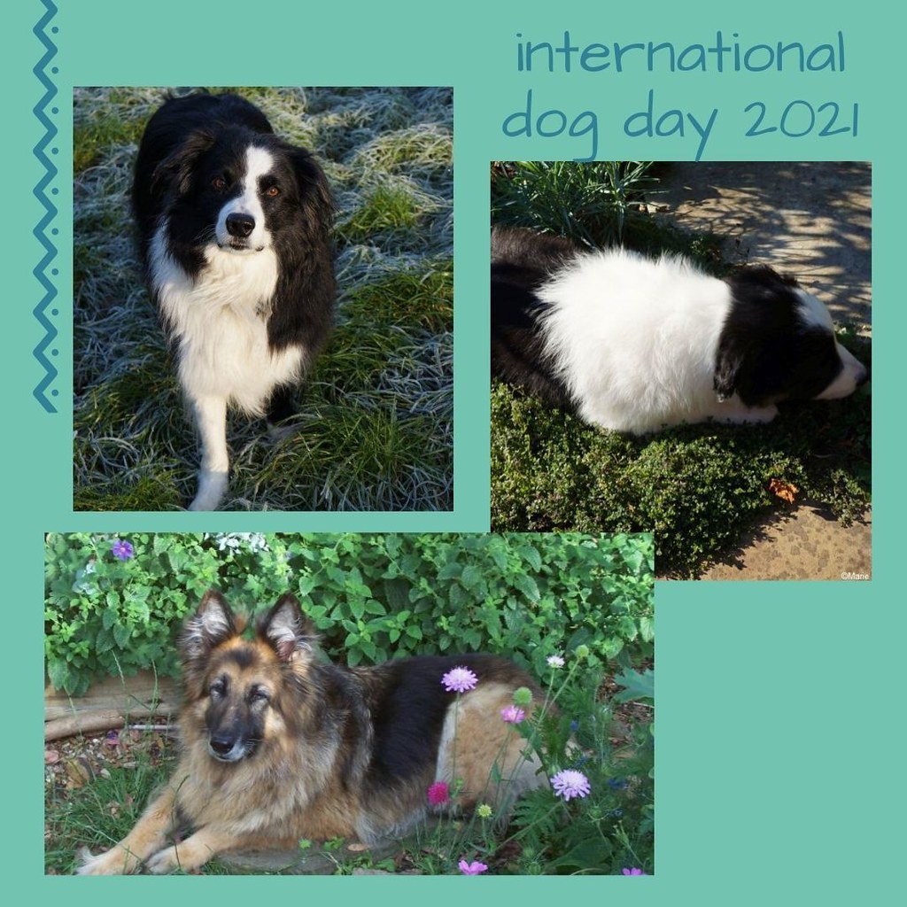 As today is International Dog Day 2021, my fur babies, pas… Flickr