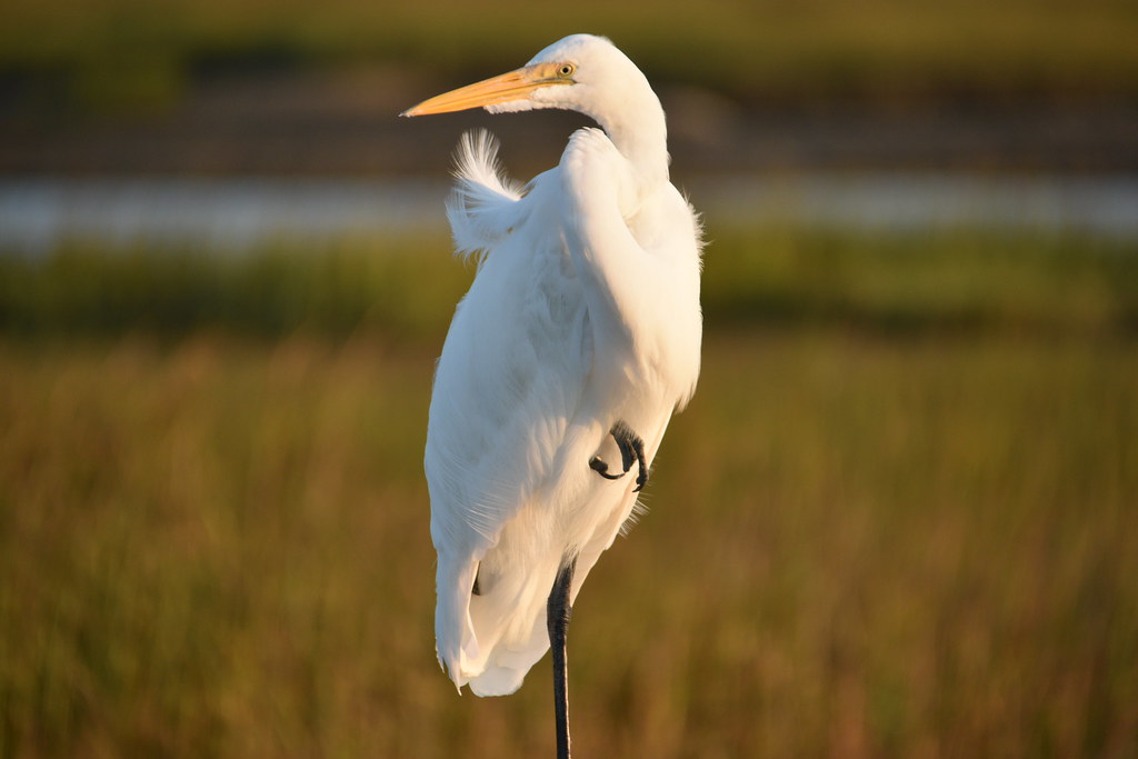 Marsh Wind At Murrel's Inlet, South Carolina Tim Tate Flickr