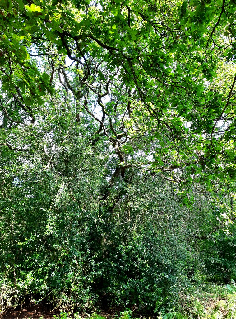 Trees in Witley Common, Surrey Leimenide Flickr