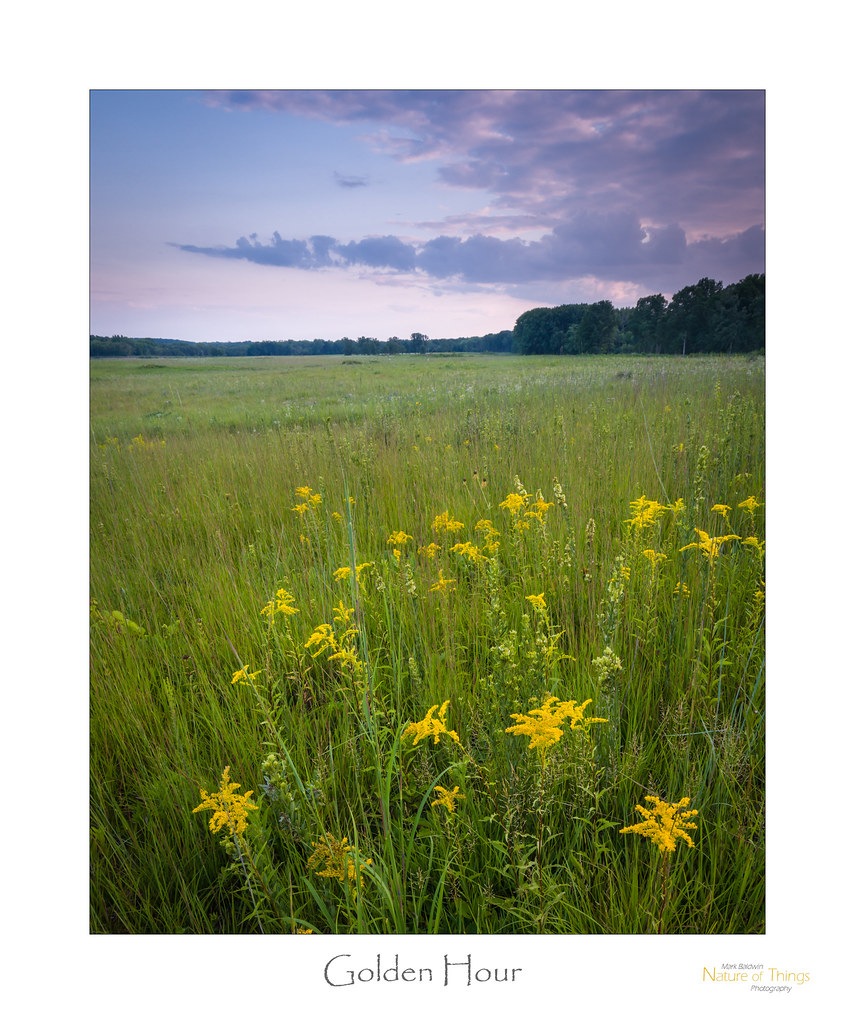 Golden Hour Goldenrod at sunset. Mark Baldwin Flickr