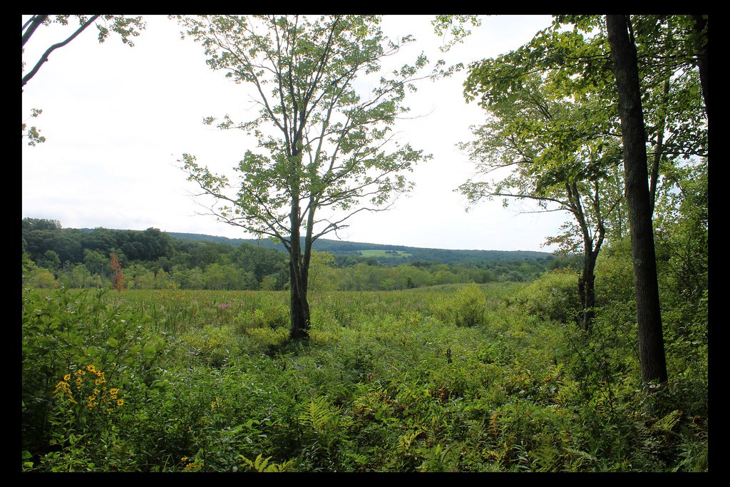 Drowned Lands Swamp Conservation Area Ancramdale NY Flickr
