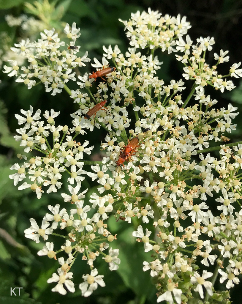 Insects & flowers Stocker's Lake, Rickmansworth, Hertfords… Flickr