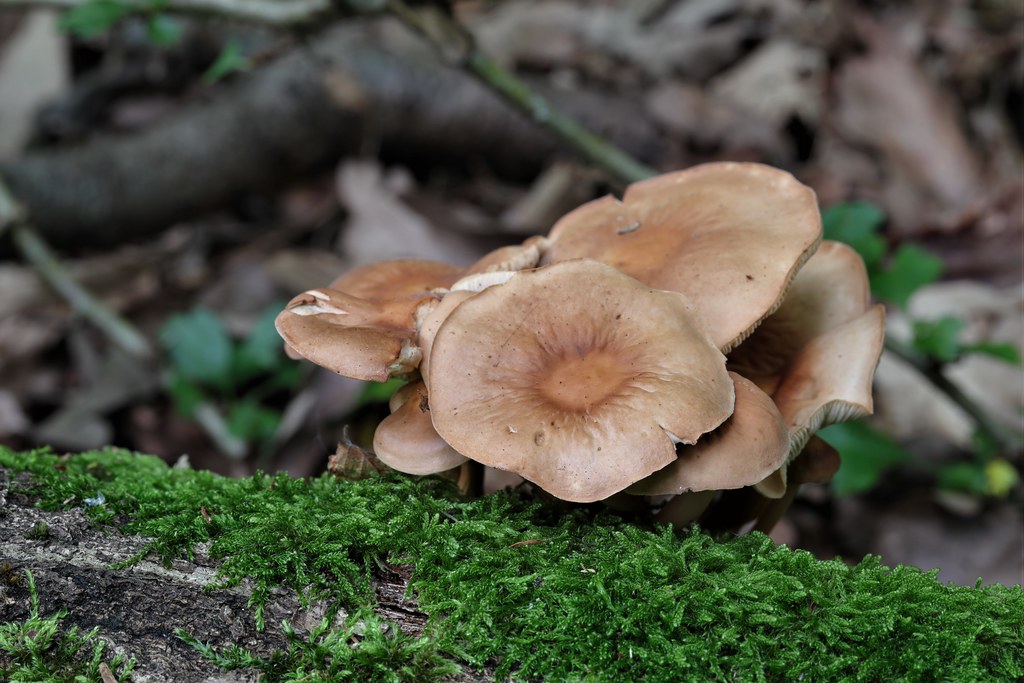 Collybia fusipes Spindleshank Group of Spindleshanks gro… Flickr
