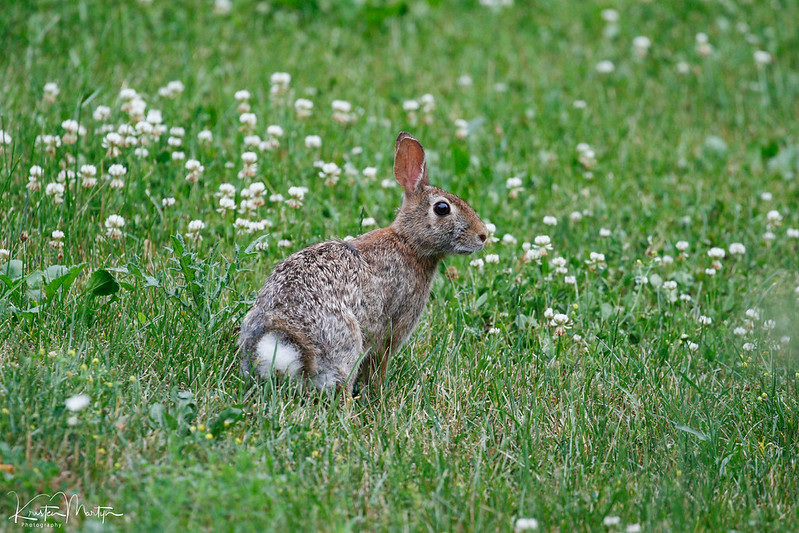 5 Fun Facts The Eastern Cottontail Nature Notes Blog